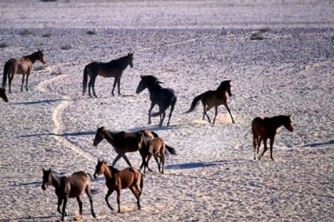 Herd of Wild Horses Namib Naukluft National Park Namibia Canvas Art - Paul Souders DanitaDelimont (18 x 12)