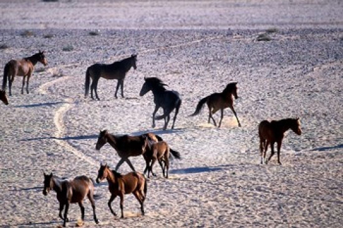 Herd of Wild Horses Namib Naukluft National Park Namibia Canvas Art - Paul Souders DanitaDelimont (36 x 24)