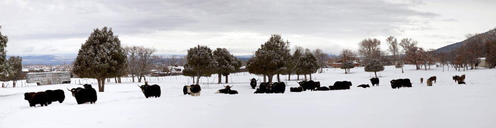 Herd of Yaks (Bos grunniens) on snow covered landscape Taos County New Mexico USA Canvas Art - Panoramic Images (27 x 9)