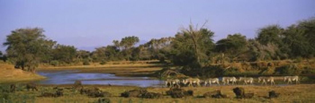 Herd of Zebra (Equus grevyi) and African Buffalo (Syncerus caffer) in a field Uaso Nyrio River Samburu Kenya Canvas Art - Panoramic Images (18 x 6)