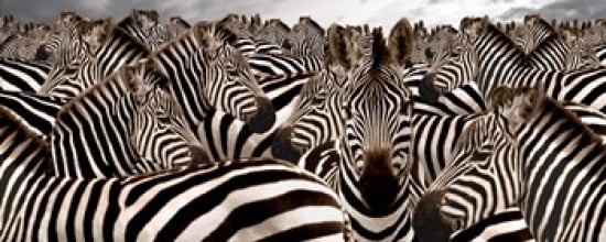 Herd of Zebras Canvas Art - Panoramic Images (30 x 12)