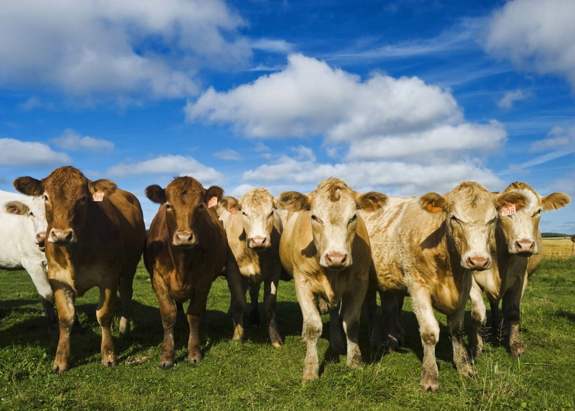 Herd of beef cattle Tiger Hills Manitoba Canada Canvas Art - Dave Reede Design Pics (16 x 12)