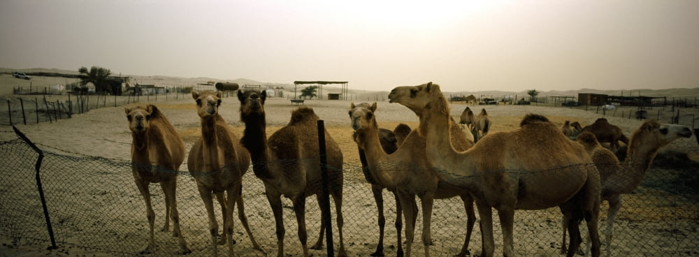 Herd of camels in a farm Abu Dhabi United Arab Emirates Canvas Art - Panoramic Images (27 x 9)