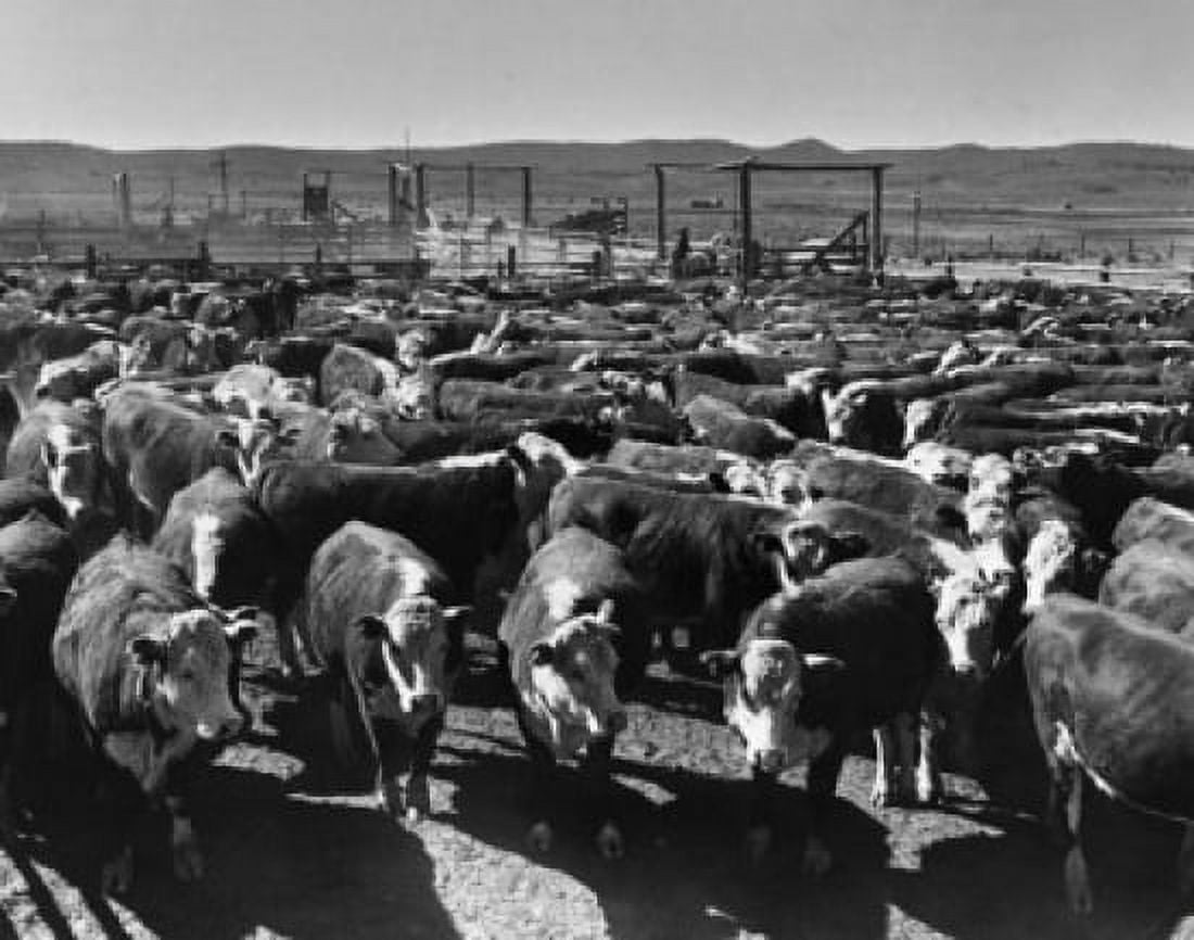 Herd of cattle in pen Canvas Art - (24 x 36)