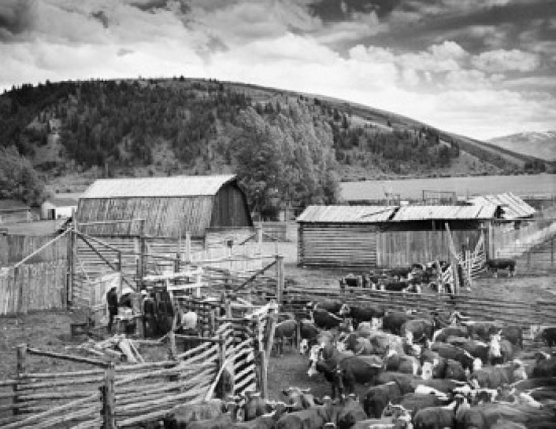 Herd of cows grazing in a field Jackson Wyoming USA Canvas Art -  (18 x 24)