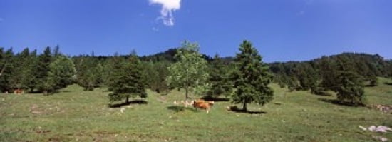 Herd of cows grazing in a field Karwendel Mountains Risstal Valley Hinterriss Tyrol Austria Canvas Art - Panoramic Images (36 x 13)