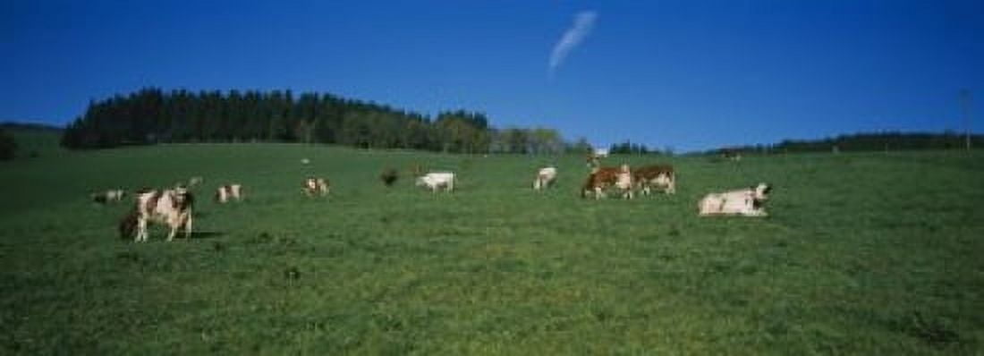 Herd of cows grazing in a field St Peter Black Forest Germany Canvas Art - Panoramic Images (18 x 7)