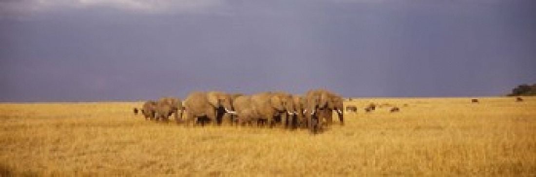 Herd of elephants on a grassland Masai Mara National Reserve Kenya Canvas Art - Panoramic Images (18 x 6)