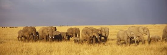 Herd of elephants on a grassland Masai Mara National Reserve Kenya Canvas Art - Panoramic Images (36 x 12)