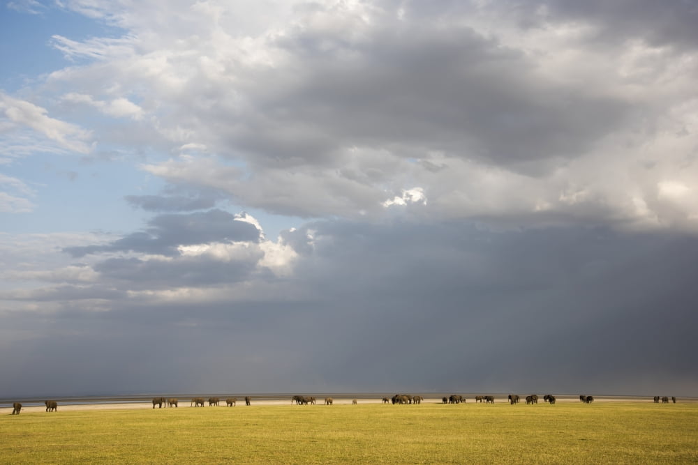 Herd of elephants with dramatic clouds in Lake Manyara National Park Tanzania Canvas Art - Kenneth Whitten Design Pics (19 x 12)