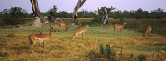 Herd of impalas (Aepyceros Melampus) grazing in a field Moremi Wildlife Reserve Botswana Canvas Art - Panoramic Images (36 x 13)