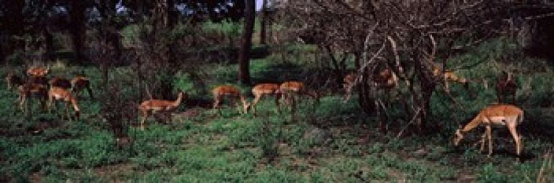 Herd of impalas (Aepyceros Melampus) grazing in a forest Kruger National Park South Africa Canvas Art - Panoramic Images (18 x 6)
