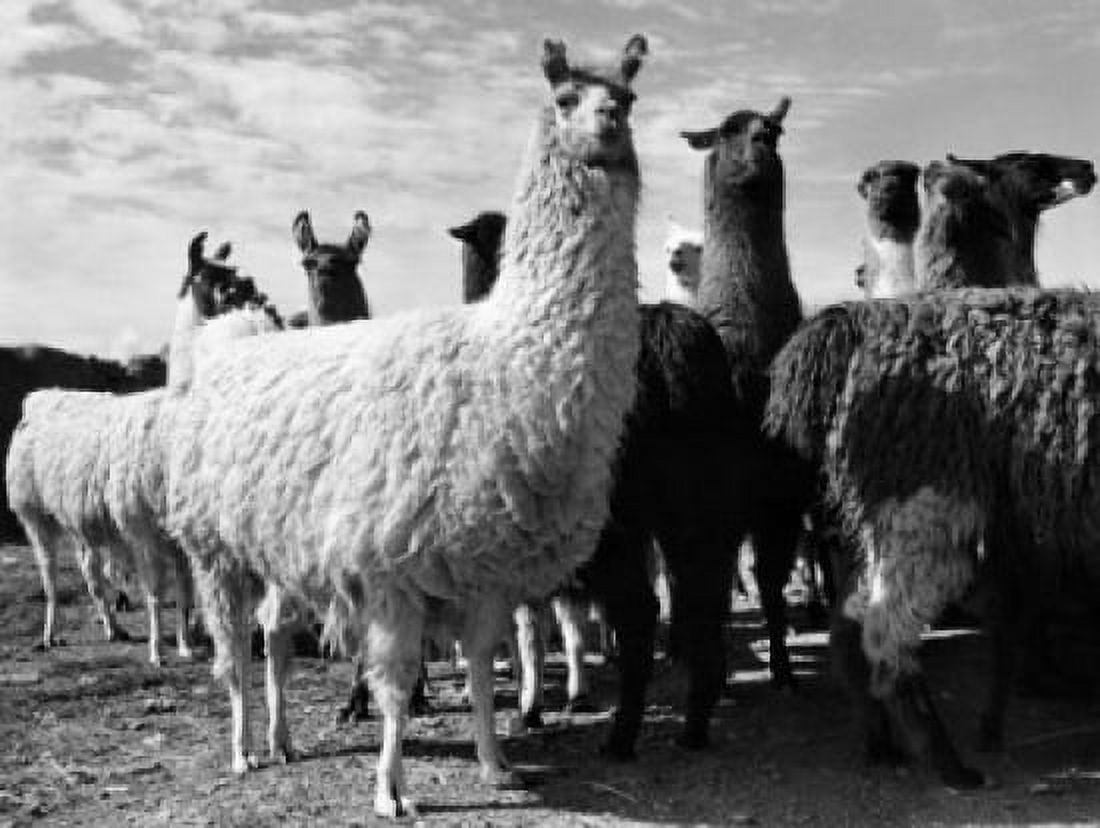 Herd of llamas standing in a field (Lama glama) Canvas Art - (18 x 24)