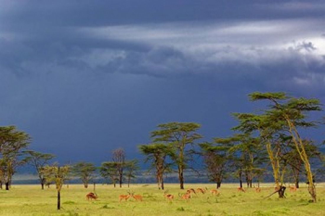 Herd of male Impala Lake Nakuru Lake Nakuru National Park Kenya Canvas Art - Adam Jones DanitaDelimont (35 x 23)