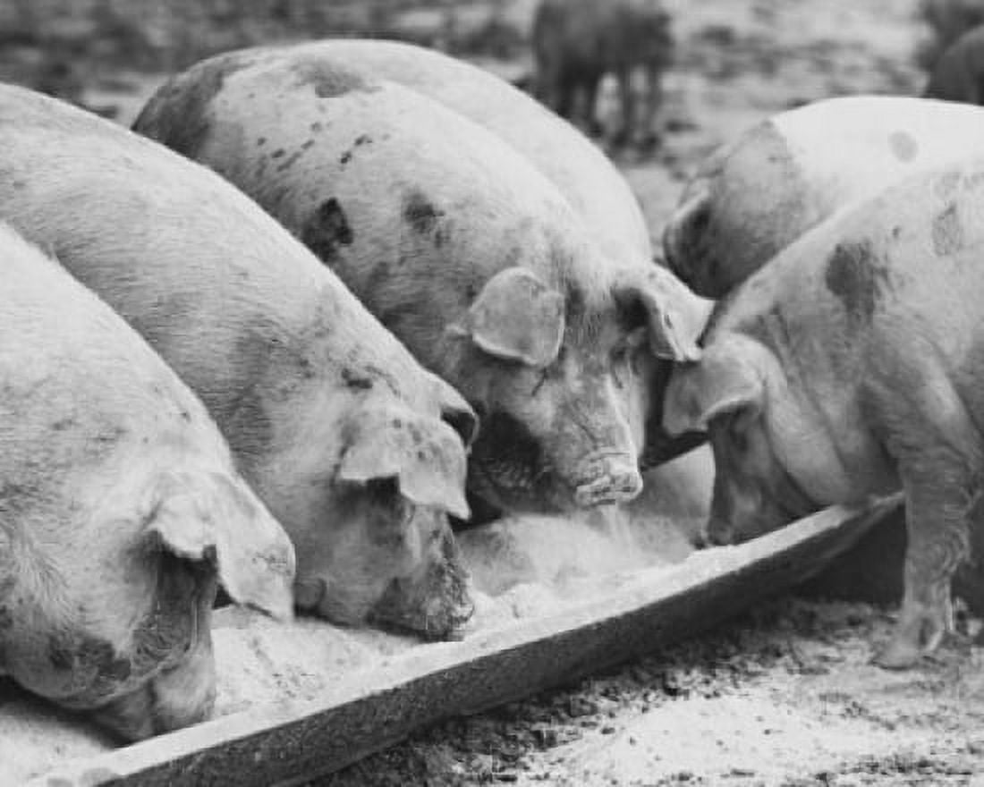 Herd of pigs feeding from a trough (Sus scrofa) Canvas Art - (18 x 24)