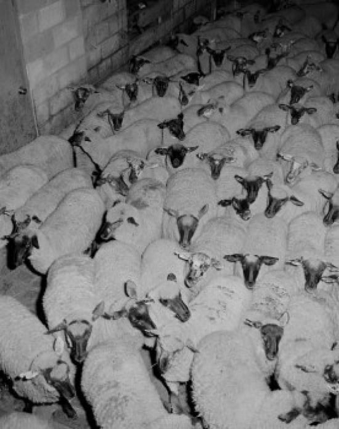 Herd of sheep in enclosure Canvas Art - (18 x 24)