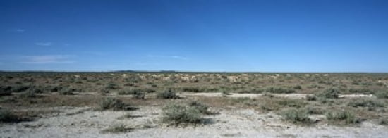 Herd of springboks (Antidorcas marsupialis) grazing in a landscape Etosha National Park Kunene Region Namibia Canvas Art - Panoramic Images (36 x 13)