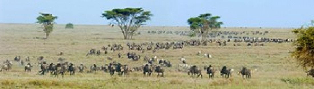 Herd of wildebeest and zebras in a field Ngorongoro Conservation Area Arusha Region Tanzania Canvas Art - Panoramic Images (40 x 12)