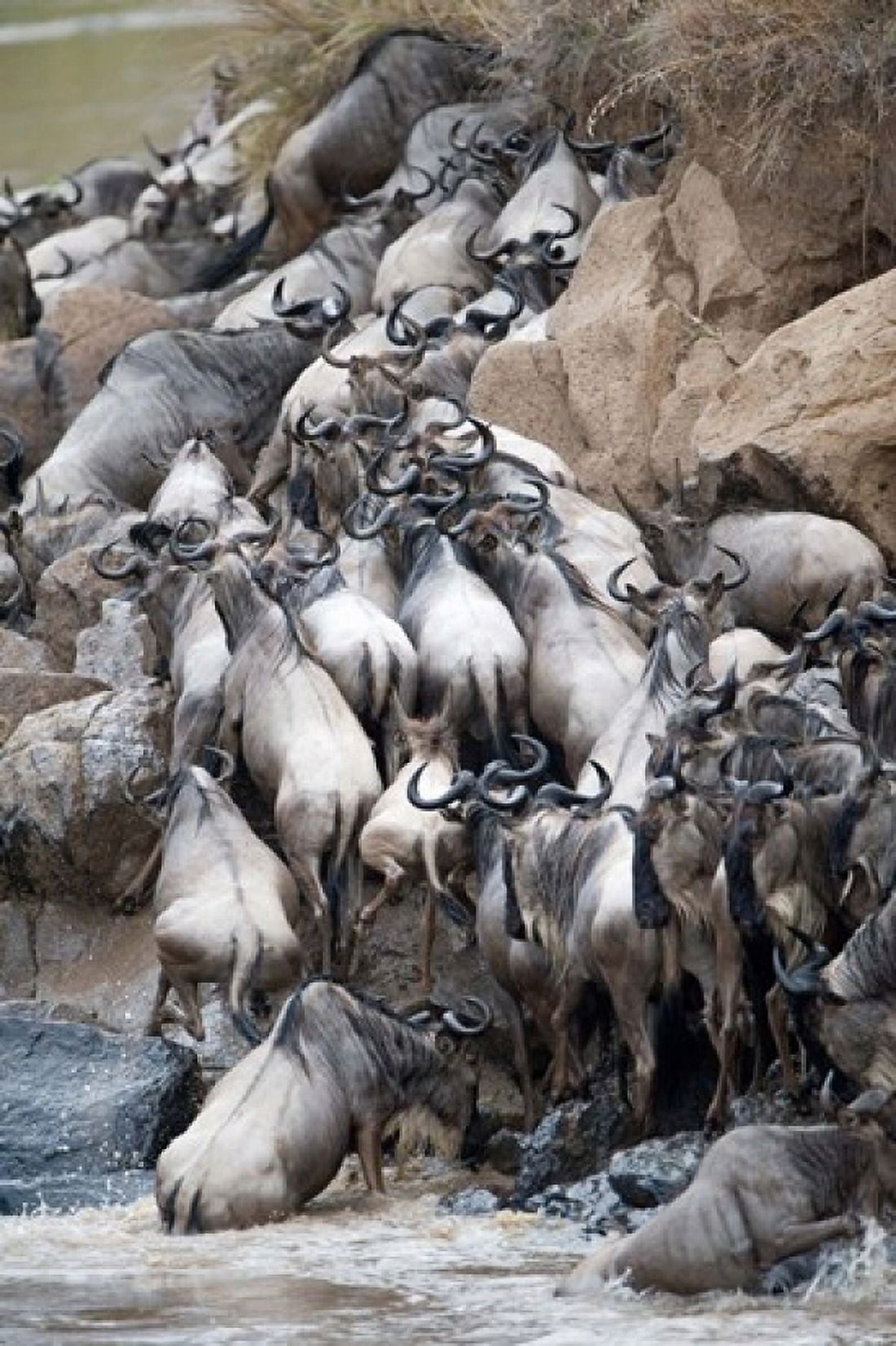 Herd of wildebeests crossing a river Mara River Masai Mara National Reserve Kenya Canvas Art - Panoramic Images (24 x 36)