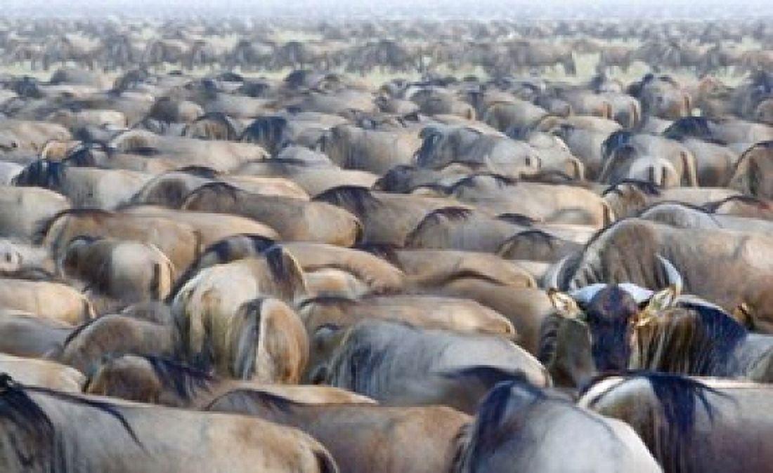 Herd of wildebeests in a field Ngorongoro Conservation Area Arusha Region Tanzania Canvas Art - Panoramic Images (16 x 10)