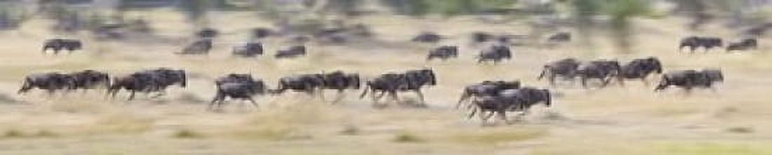 Herd of wildebeests running in a field Tanzania Canvas Art - Panoramic Images (38 x 8)