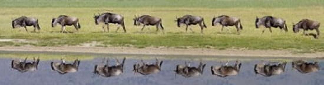 Herd of wildebeests walking in a row along a river Ngorongoro Crater Ngorongoro Conservation Area Tanzania Canvas Art - Panoramic Images (20 x 5)