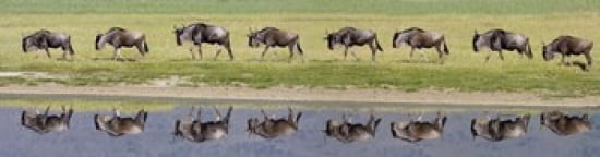 Herd of wildebeests walking in a row along a river Ngorongoro Crater Ngorongoro Conservation Area Tanzania Canvas Art - Panoramic Images (40 x 10)