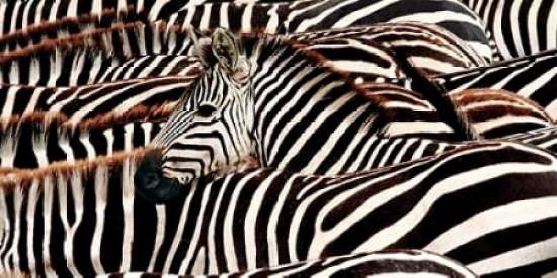 Herd of zebras Canvas Art - Pangea Images (10 x 20)