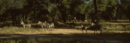Herd of zebras in a forest Hwange National Park Matabeleland North Zimbabwe Canvas Art - Panoramic Images (36 x 12)