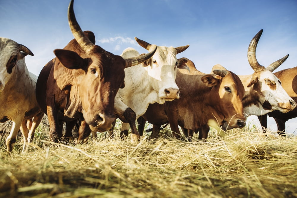 Herded cattle in the Western highlands Ethiopia Canvas Art - Toby Adamson Design Pics (38 x 24)