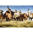 thumbnail image 1 of Herded cattle in the Western highlands; Ethiopia Poster Print (19 x 12), 1 of 2