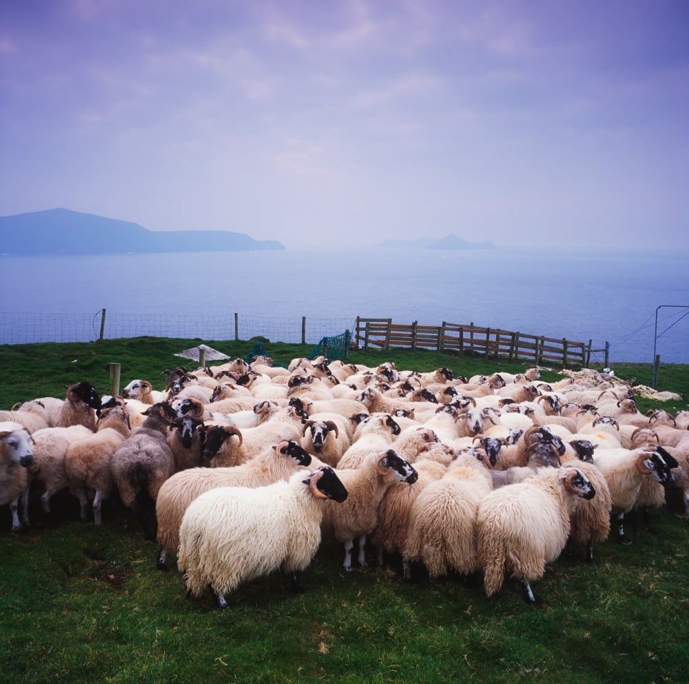 Herding Sheep Inishtooskert Blasket IslandsCo Kerry Ireland Canvas Art - The Irish Image Collection Design Pics (15 x 15)