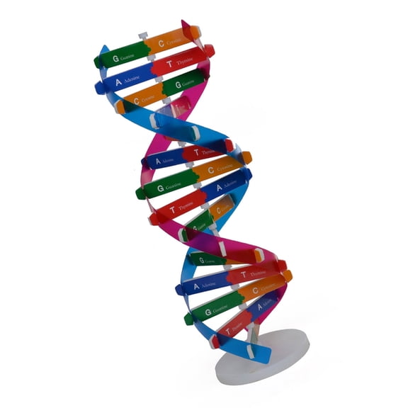 Heredity Learning Aid DNA Structure Assembly Set With Safe Paper Substance