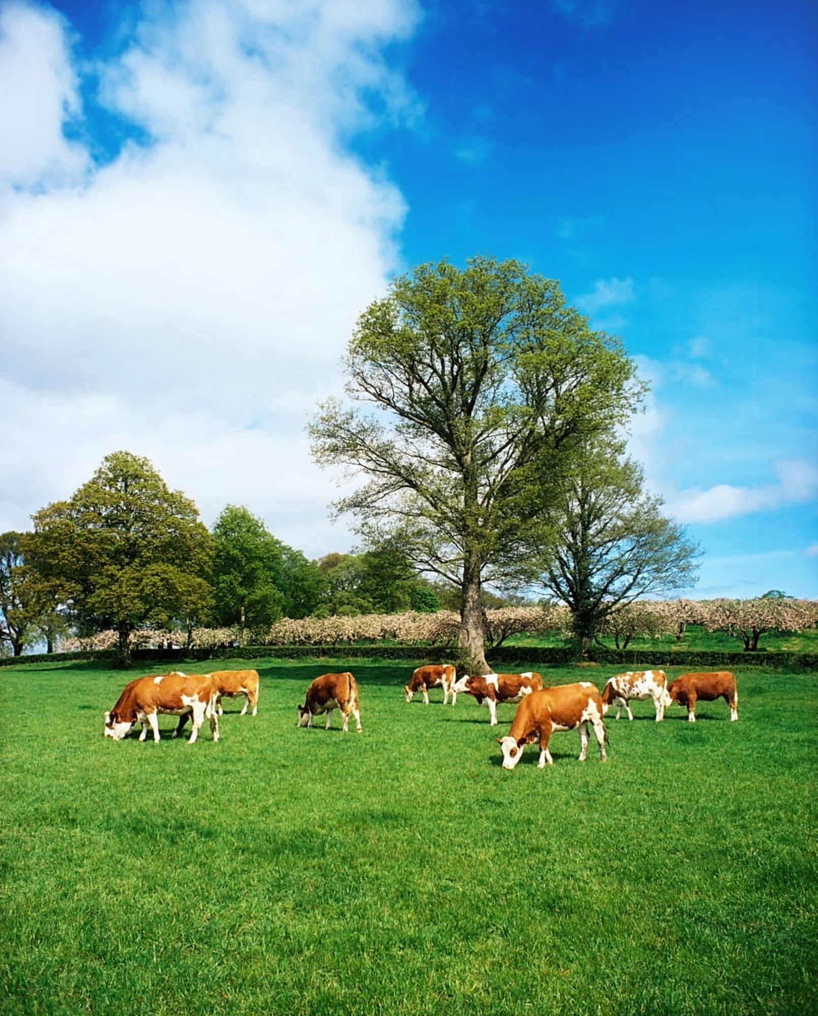 Hereford Bullocks Canvas Art - The Irish Image Collection Design Pics (13 x 17)