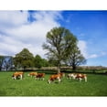 thumbnail image 1 of Hereford Bullocks, Ireland by The Irish Image Collection / Design Pics (16 x 13), 1 of 3