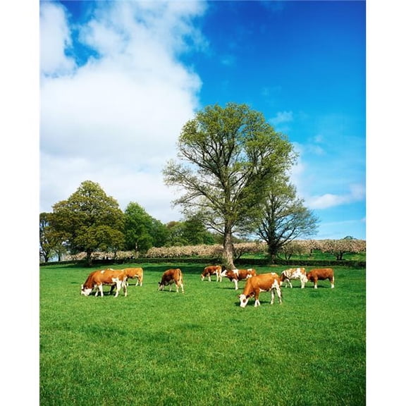 Hereford Bullocks Poster Print by The Irish Image Collection