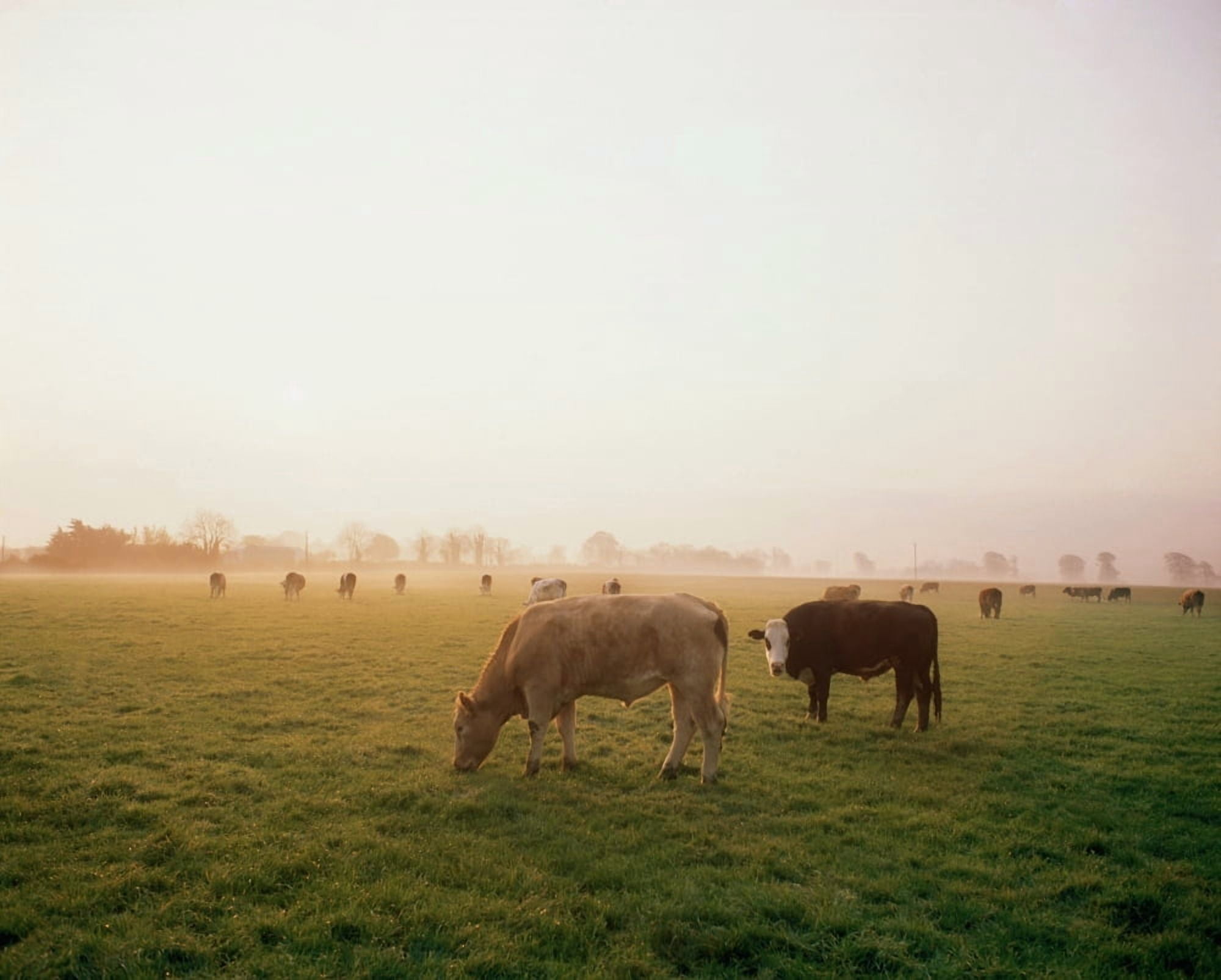 Hereford Cattle Ireland Canvas Art - The Irish Image Collection Design Pics (17 x 13)