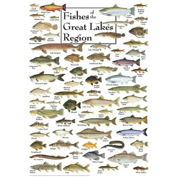 Heritage Puzzle Inc. Fishes of the Great Lakes Region Jigsaw Puzzle (550-Piece)