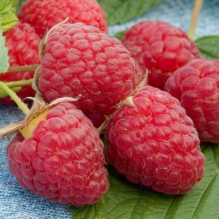 Heritage Raspberry Bush, Deciduous Fruit Bearing Plant, grown in a 1.50 Gallon Pot (1-Pack)
