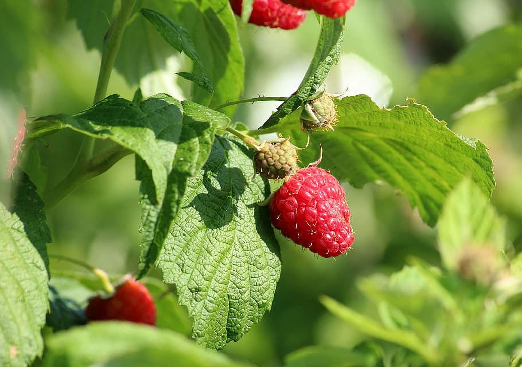 Heritage Raspbery 5 Red Raspberry Plant Everbearing Organic Grown