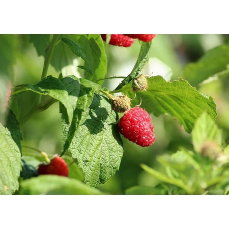 Heritage Raspbery - 5 Red Raspberry Plant - Everbearing - Organic Grown -