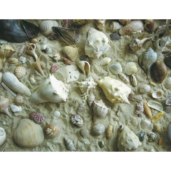 Heritage Sandy Seashells Jigsaw Puzzle - 550 Pieces - She Sells Sea Shells