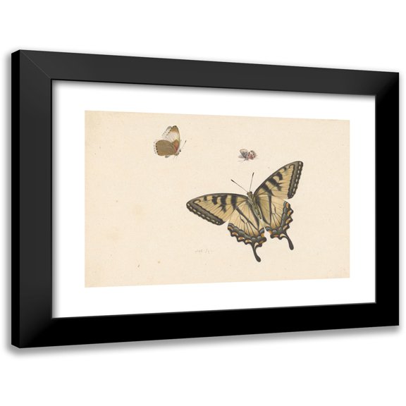 Herman Henstenburgh 14x11 Black Modern Framed Museum Art Print Titled - Three Butterflies (1683)