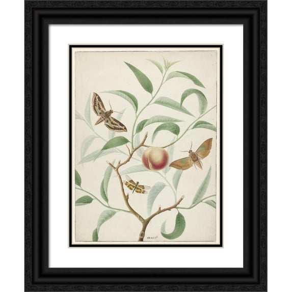 Hermanus de Wit 15x18 Black Ornate Wood Framed Double Matted Museum Art Print Titled - Peach on a Branch with Two Exotic Butterflies and a Dragonfly (1774 - 1842)