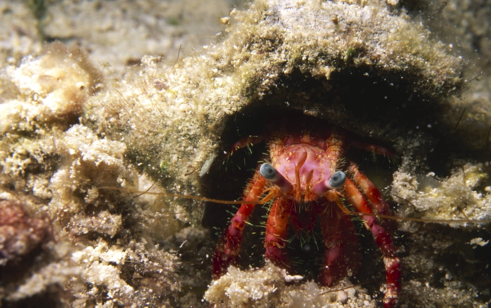 Hermit Crab Cozumel Mexico Canvas Art - Beverly FactorStocktrek Images (18 x 11)