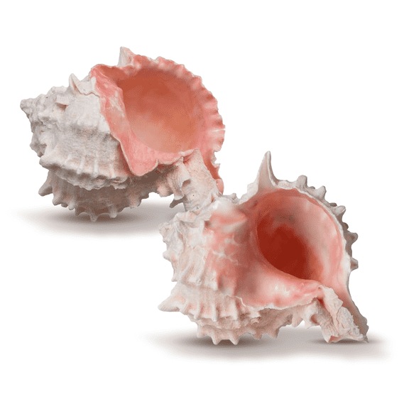 Hermit Crab Murex Shell | 2 Pink 3" -4"