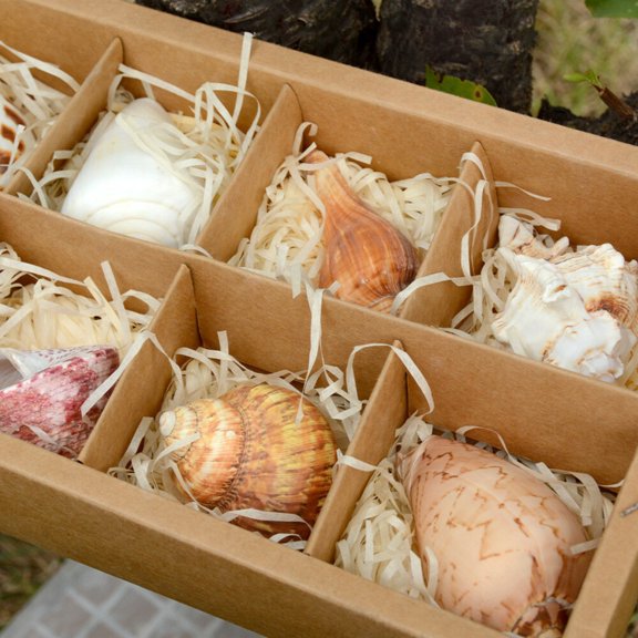 Hermit Crab Shell Set Sea Shells Cat Eye Spiral Shell Grid Replacement Natural Craft Supplies Coastal Decor Accessory