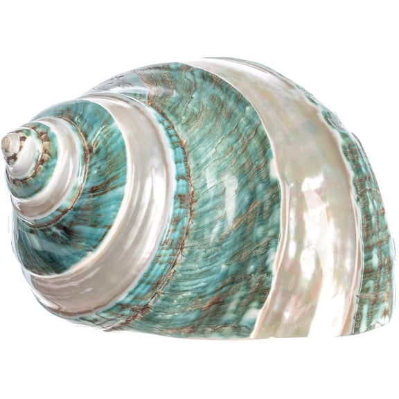 Hermit Crab Shells | 1 Turbo Shell | Jade Green Banded Turbo Shell 4"-4.5" Hermit Crab House for Dcor