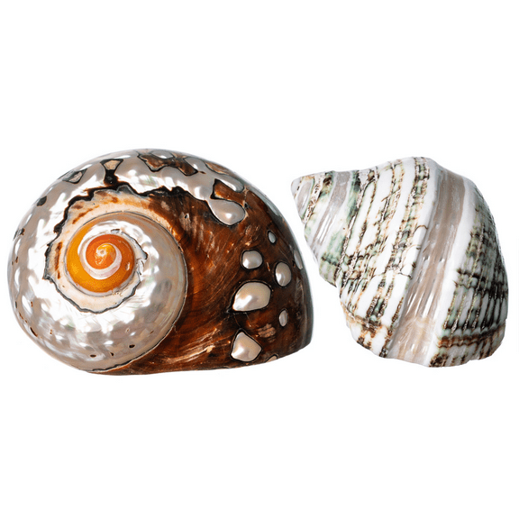 Hermit Crab Shells - African Sarmaticus & Green Banded Turbo Shell 2"-2.5"
