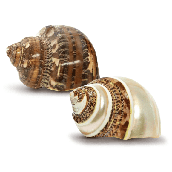 Hermit Crab Shells | Turbo Shells | 1 Brown and 1 Banded Turbo Shells 1.75"-2" | Opening Size Approx. 1" | Hermit Crab House for Dcor